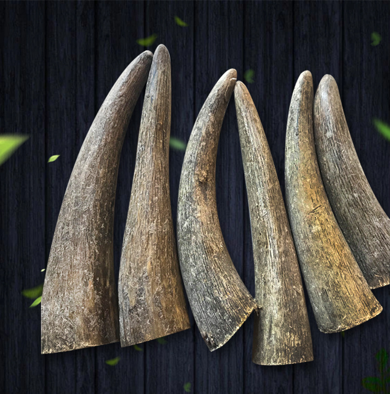 正品西藏白牛角尖原材料刀柄实心白水牛角手柄弓弹工艺品雕刻料