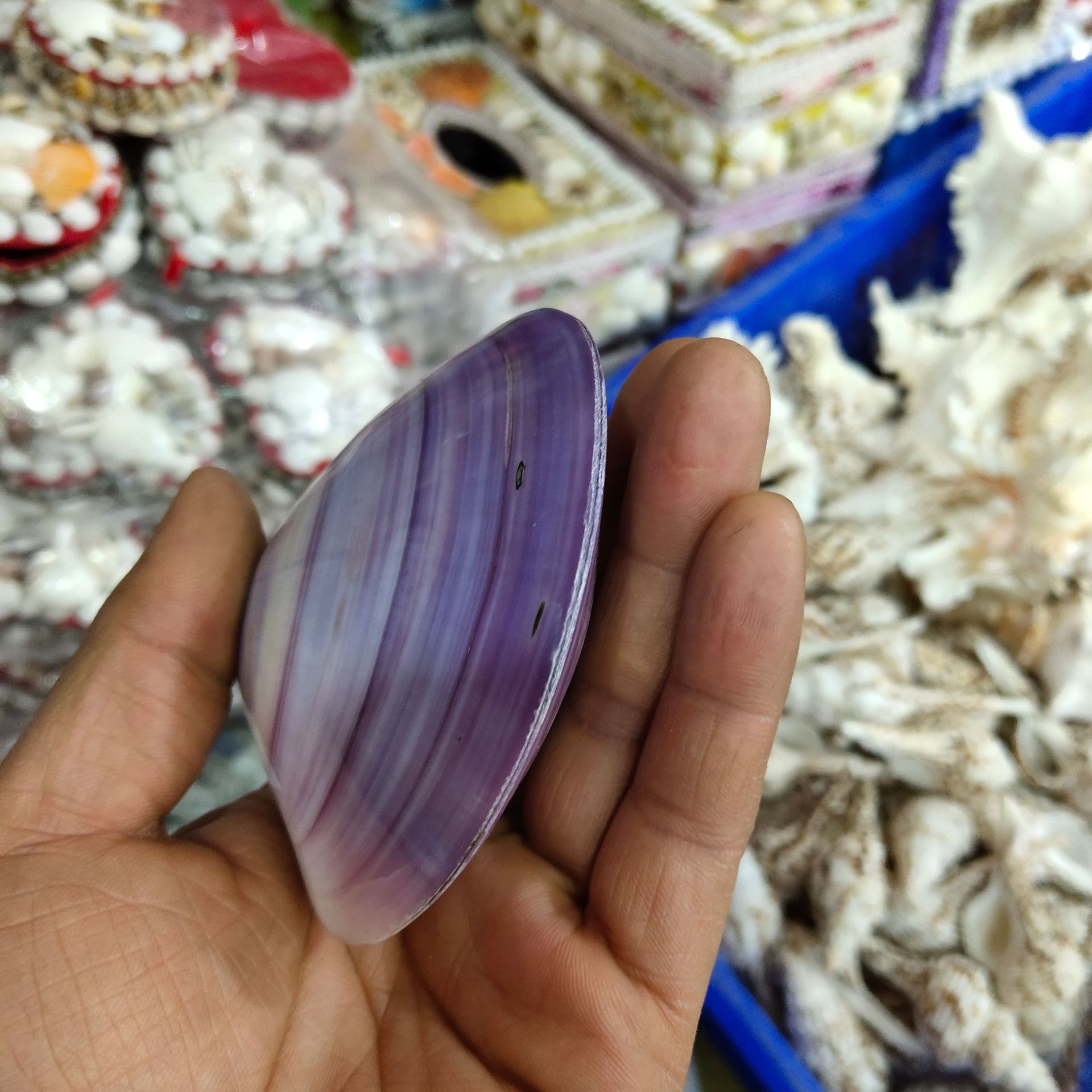 双壳紫蛤 亮光蚌壳 天然颜色海螺贝壳热销橱窗摆件工艺品批发