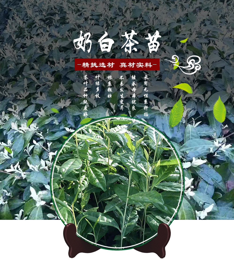 茶农直供奶白茶苗极白新安4号中白4号茶苗基地批发 新品种茶树苗