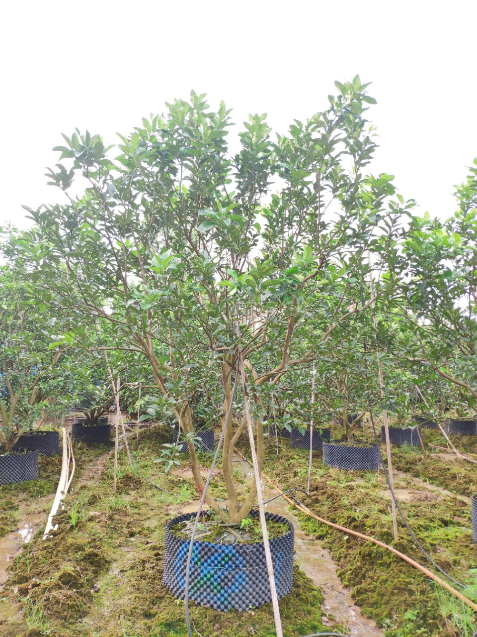 907供应 丛生柚子树 蜜柚 3-3.5米高假植苗 绿化果树