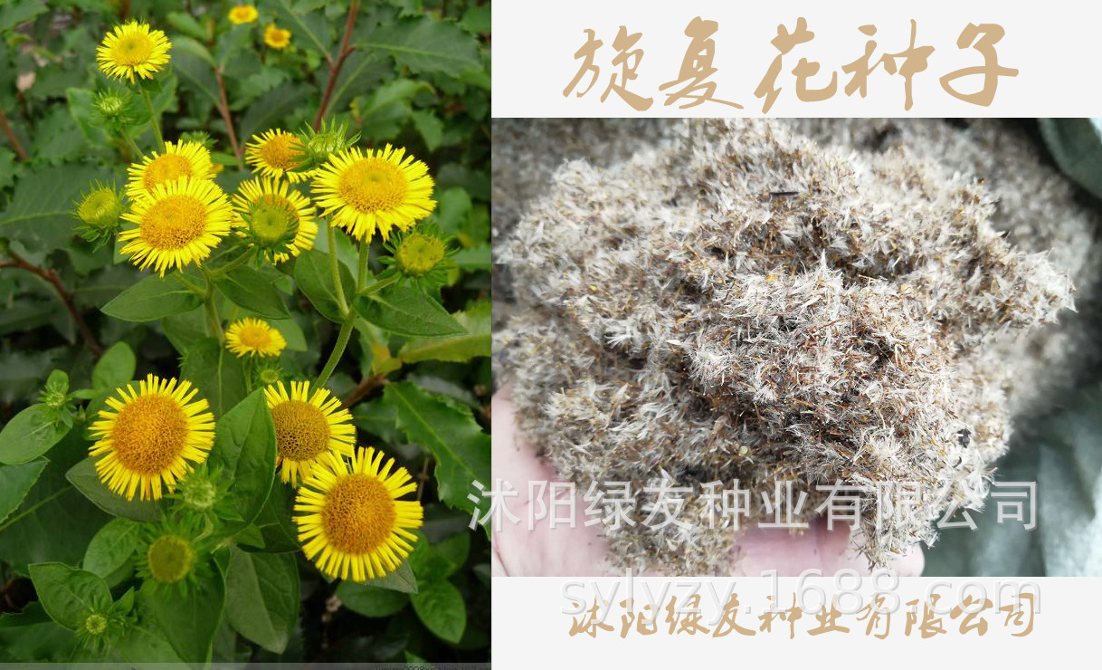 泡茶菊花 多年生药用菊花种子 观赏多用途 旋复花