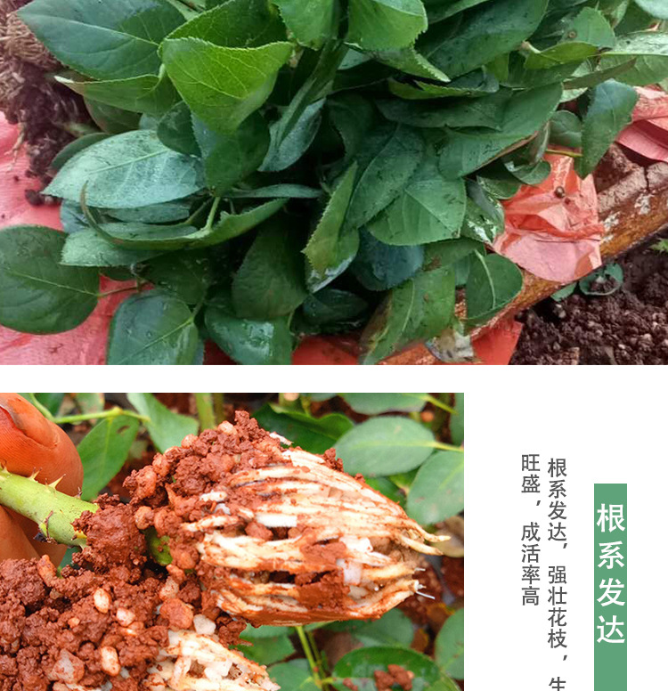 新品金香玉大花月季小苗 扦插黄金时代月季花苗绿化月季盆栽批发