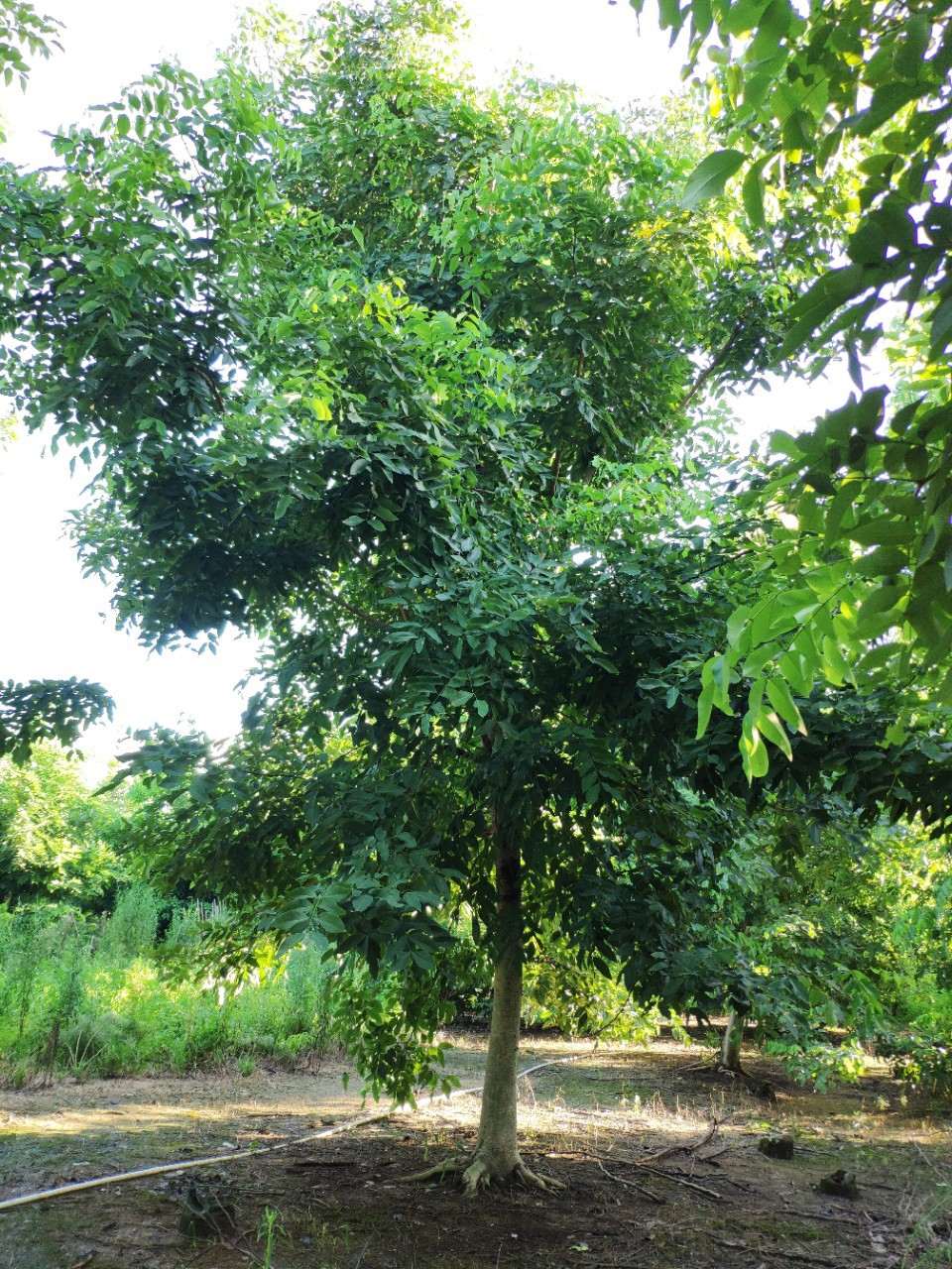 供应 全冠腊肠树 25-30cm地苗 黄花阿勃勒 地产楼盘绿化 基地直销