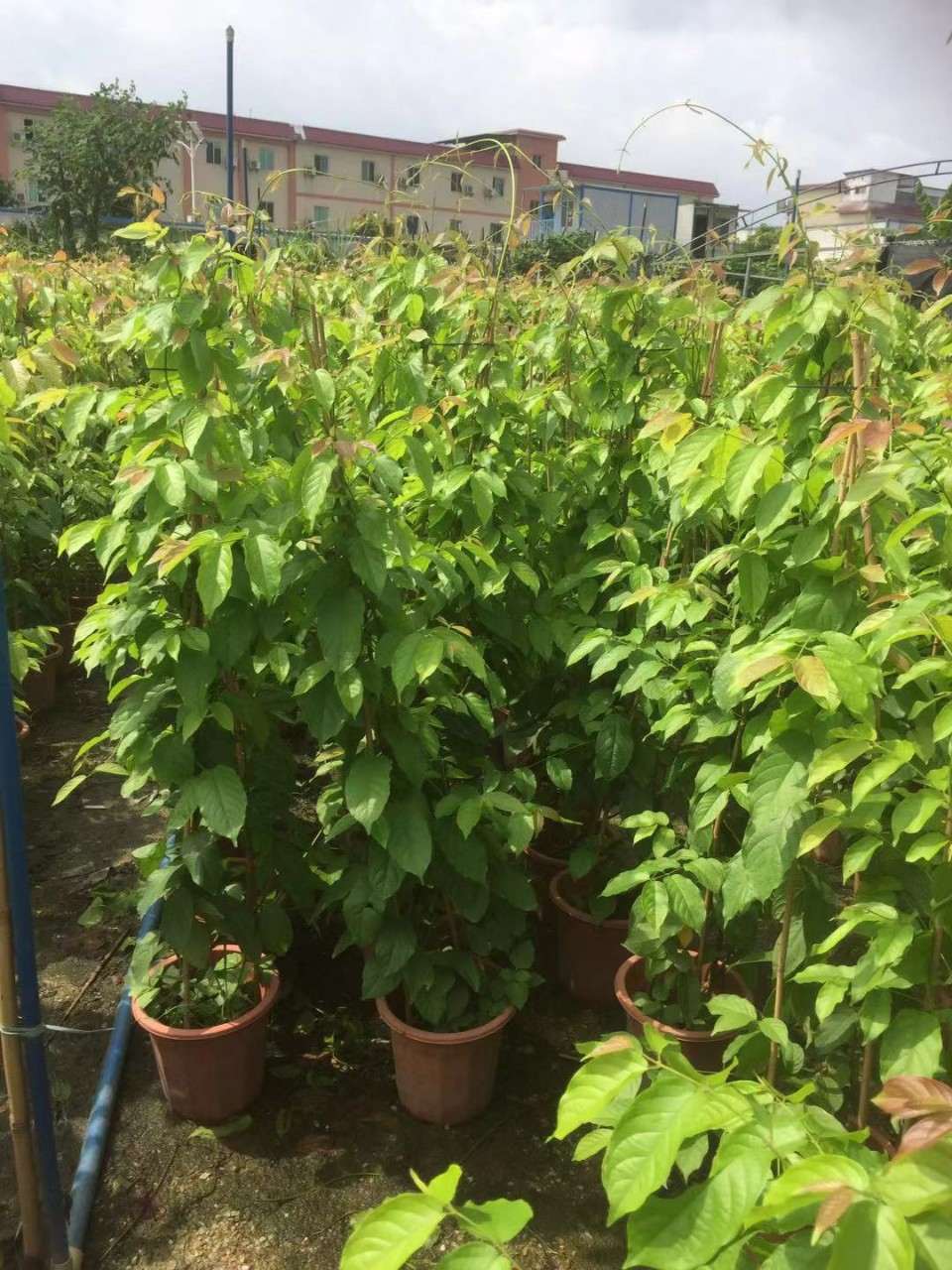 907供应 使君子 1-2米高盆栽苗 攀援藤本 垂直 立体绿化 基地直销