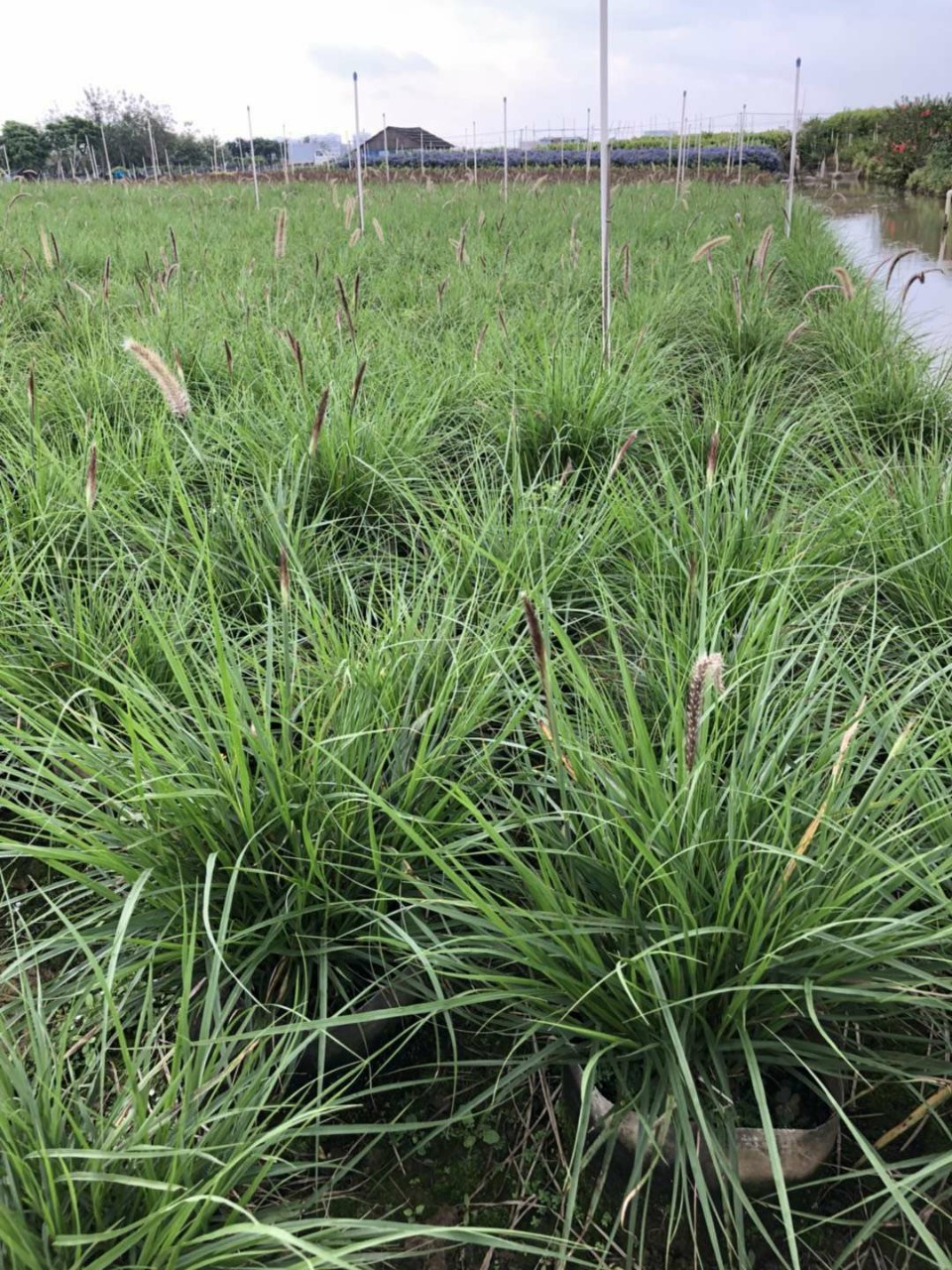 903供应 金红羽狼尾草0.5-1米高 袋苗 观赏草 容器