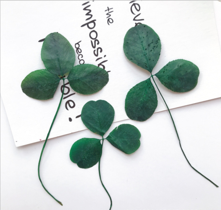 三叶草大号天然叶片压花押花滴胶手机壳台灯押花画真叶子植物标本