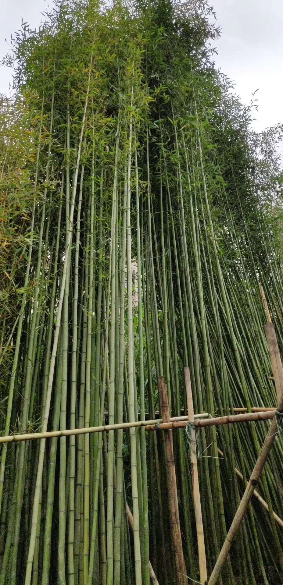 安吉基地 刚竹 灌木 紫竹 青皮竹 黄金竹 水生草花 品种齐全