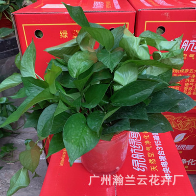 绿航绿萝180红盆室内水培植物办公花卉盆栽除吸甲醛批发