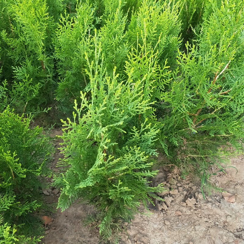 洒金柏植物小盆景香松_植物小盆景香松庭院阳台绿植柏树四季常青树苗