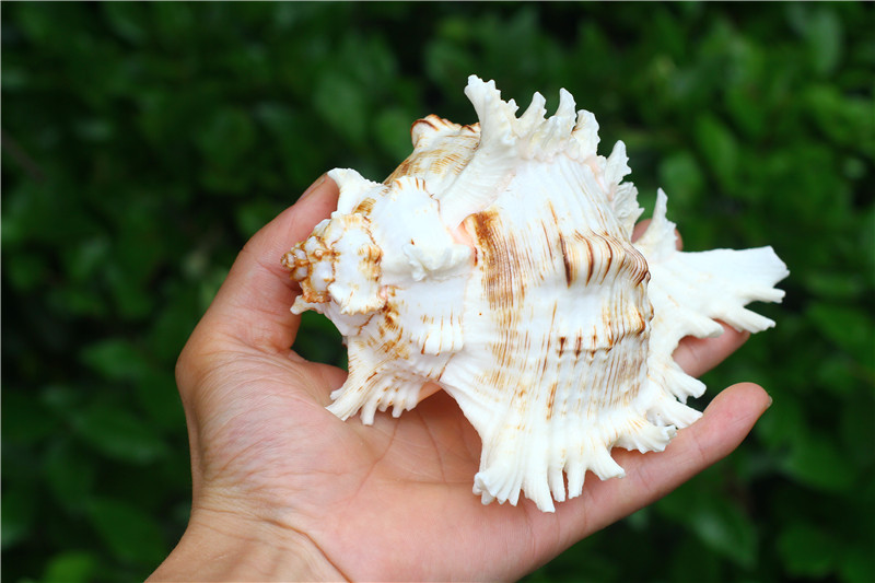 热卖天然大海螺贝壳麒麟螺千手螺 收藏礼品 鱼缸水族装饰摆件