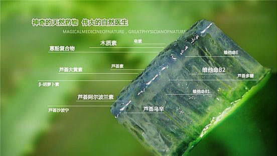 探索|唯一国家允许使用的芦荟品种——芦荟提取液