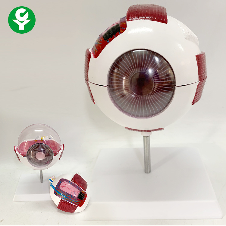 人体眼球模型6倍放大眼球模型五官科眼睛构造解剖教学模型医学