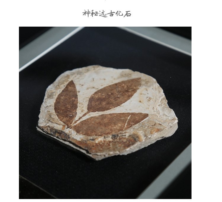 已裱框植物化石新生代山旺植物原石科普教学标本