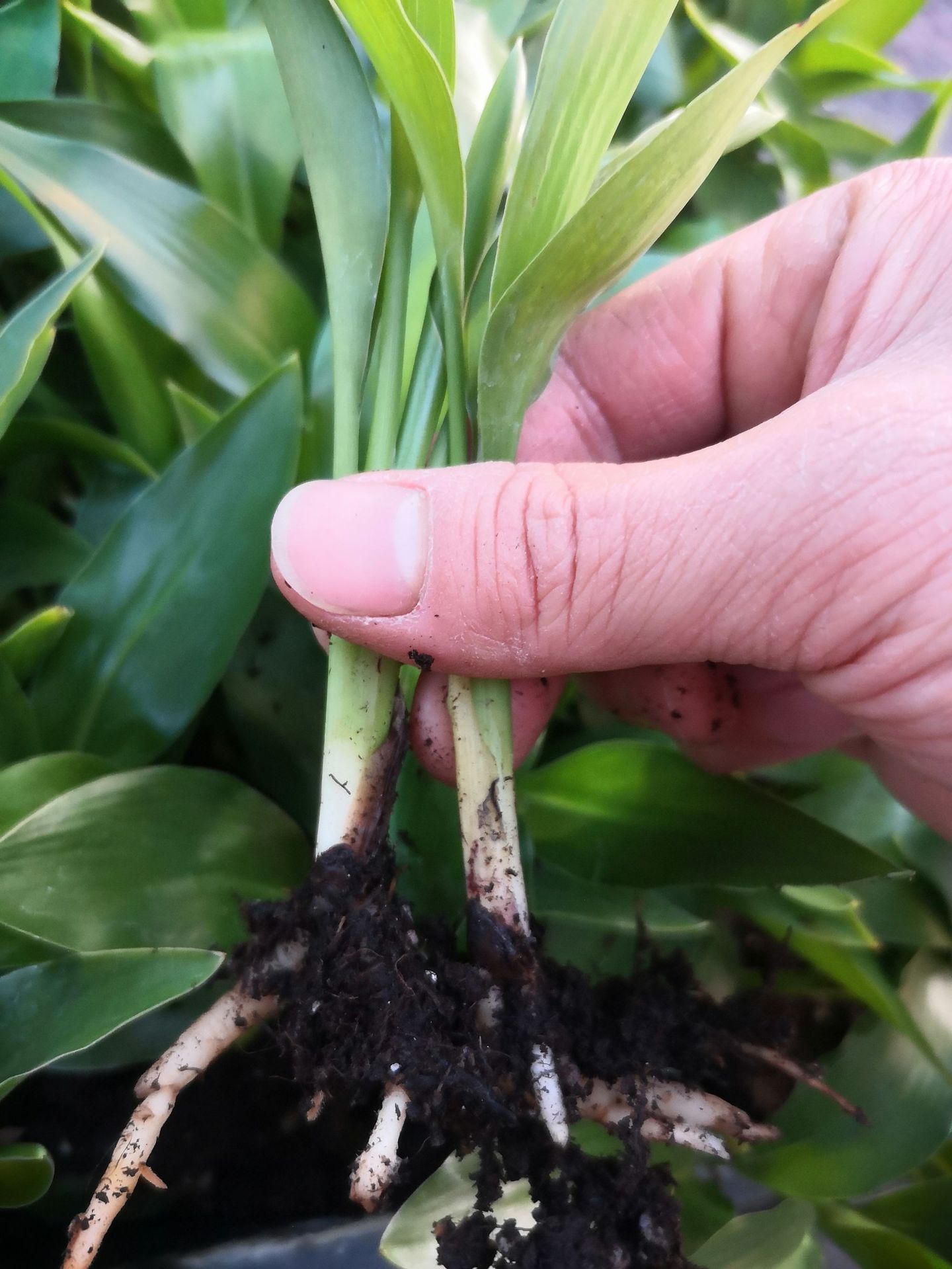 strelitziareginaeaiton红花天堂鸟