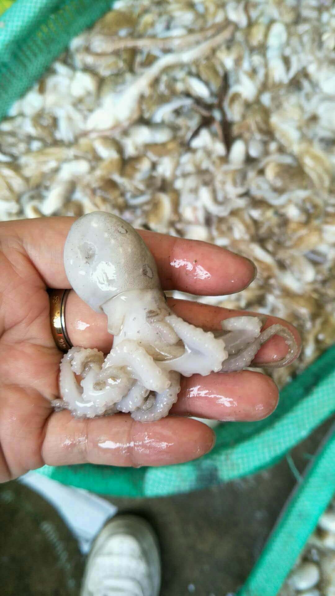 熟冻小章鱼麻辣八爪鱼迷你爆头短腿八带抖音网红产地直销鲜活熟冻