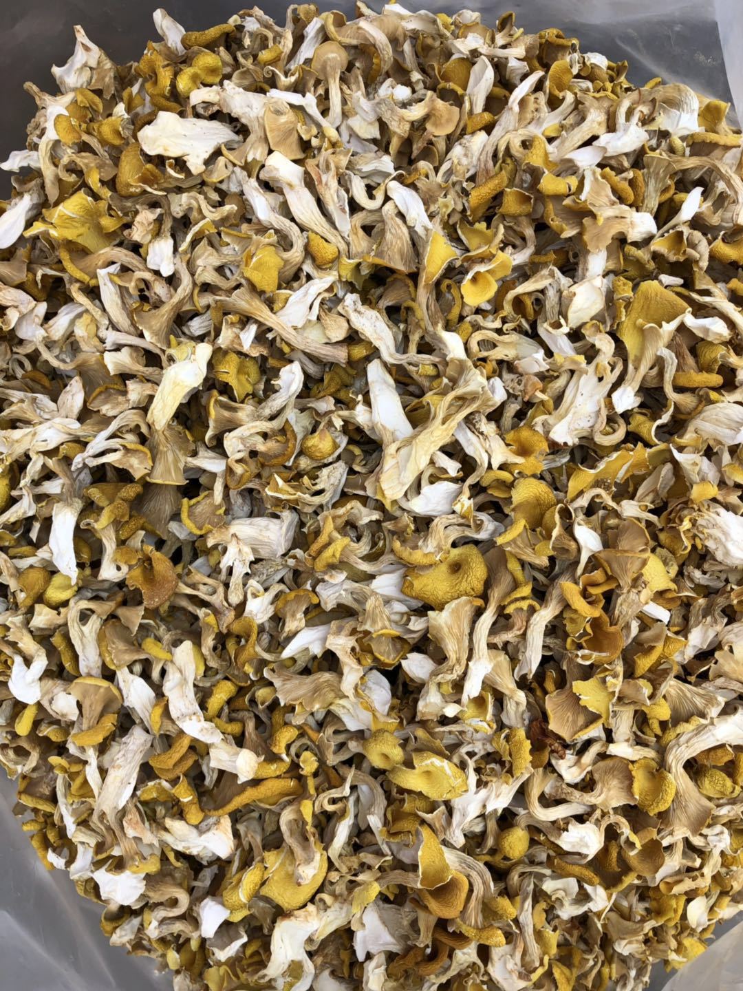 云南特产食用菌 批发鸡油黄菌 干货榆黄菇 黄金菇榆黄蘑 玉皇菇