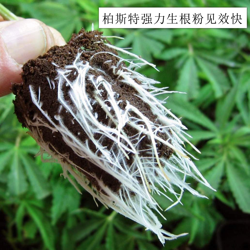 植物生根粉大树移栽生根剂果树扦插育苗花卉多肉肥料生根液