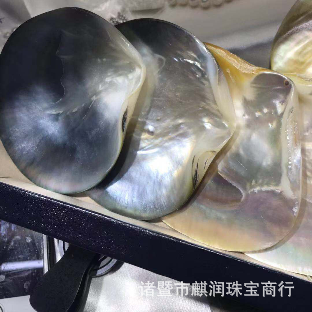 海水蚌黑蝶贝抛光珍珠蚌壳 海水金蝶贝 海水珍珠蚌壳工艺品批发
