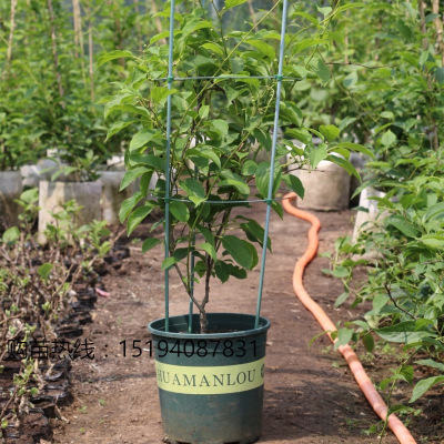 新品软枣猕猴桃嫁接苗盆栽地载南方北方种植果树红心黄心当年结果