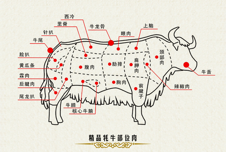 牛的身体构造图片