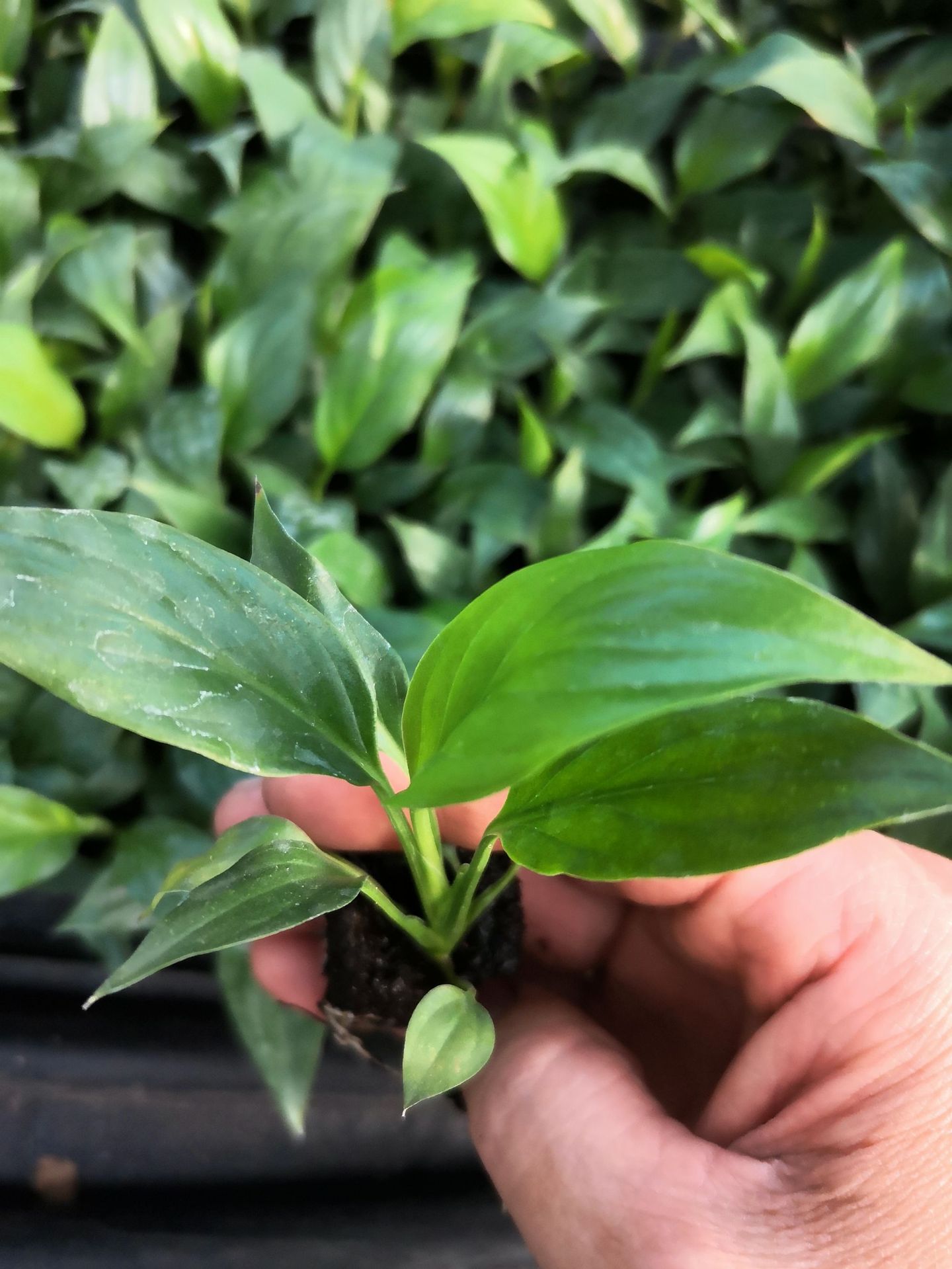 美酒白掌盆栽水培植物白鹤芋室内盆栽观花花卉