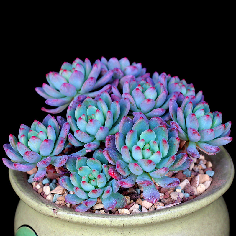 含盆送土多肉植物 蓝苹果 浪漫多肉花卉绿植盆栽组合办公室小盆景