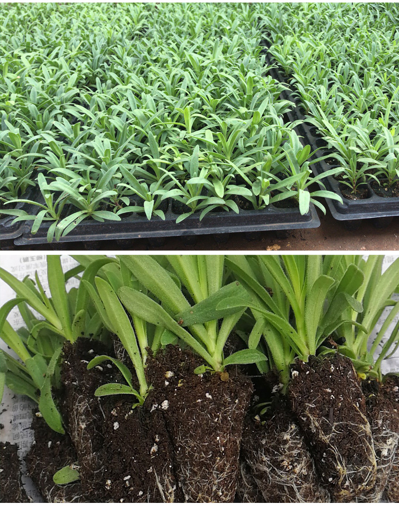 云南花卉种苗满天星花苗 园林绿化苗木 满天星种苗基地现挖现发