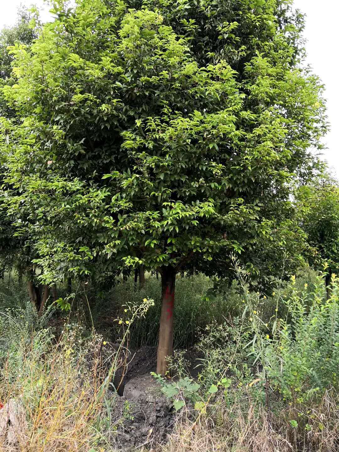 成都温江澄昊园林精品高杆天竺桂各种规格详情致电13730679058