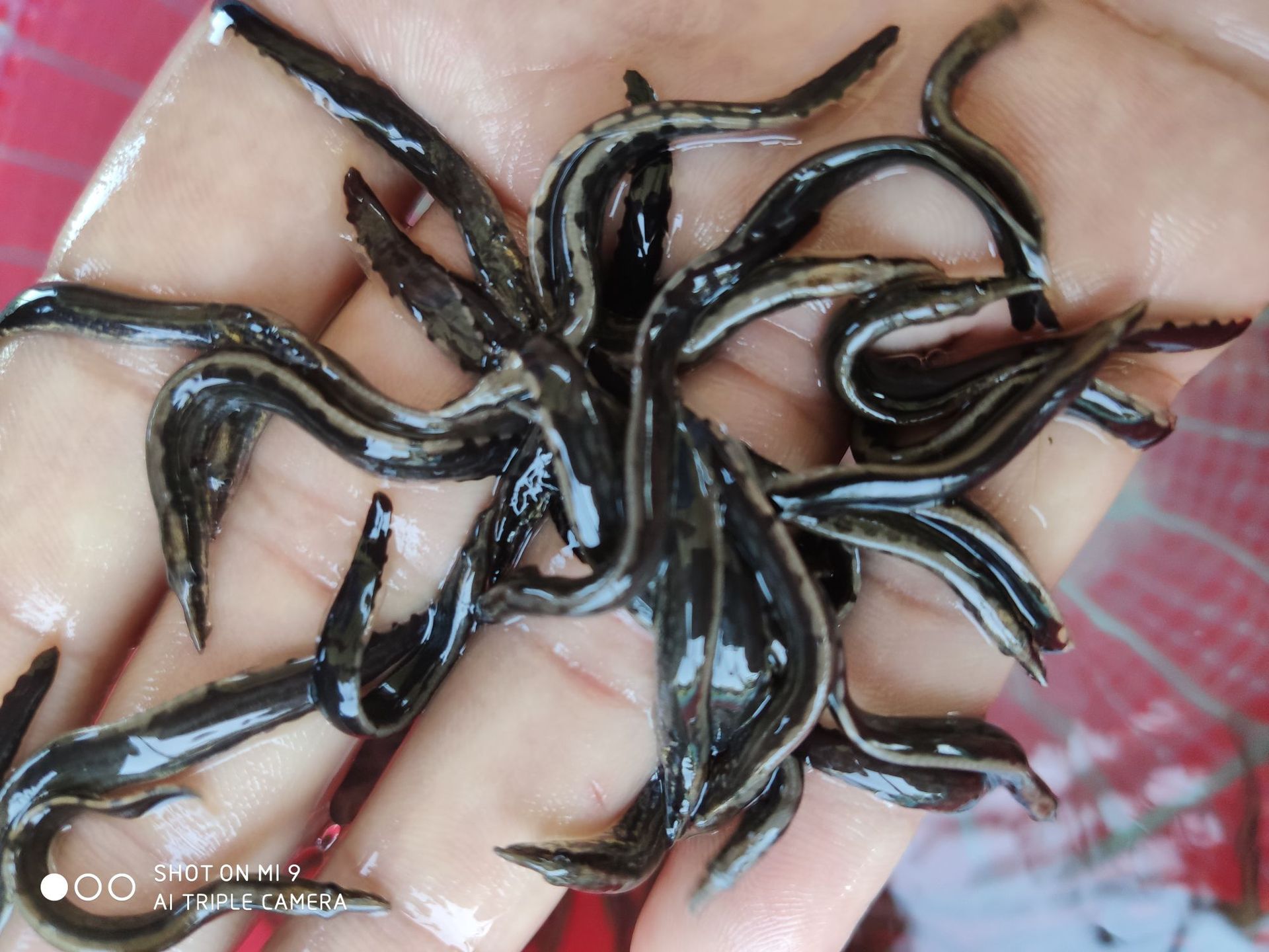 【渔场直销】刺鳅鱼苗 中华大刺鳅鱼苗 钢鳅 刀鳅鱼苗 石锥鱼