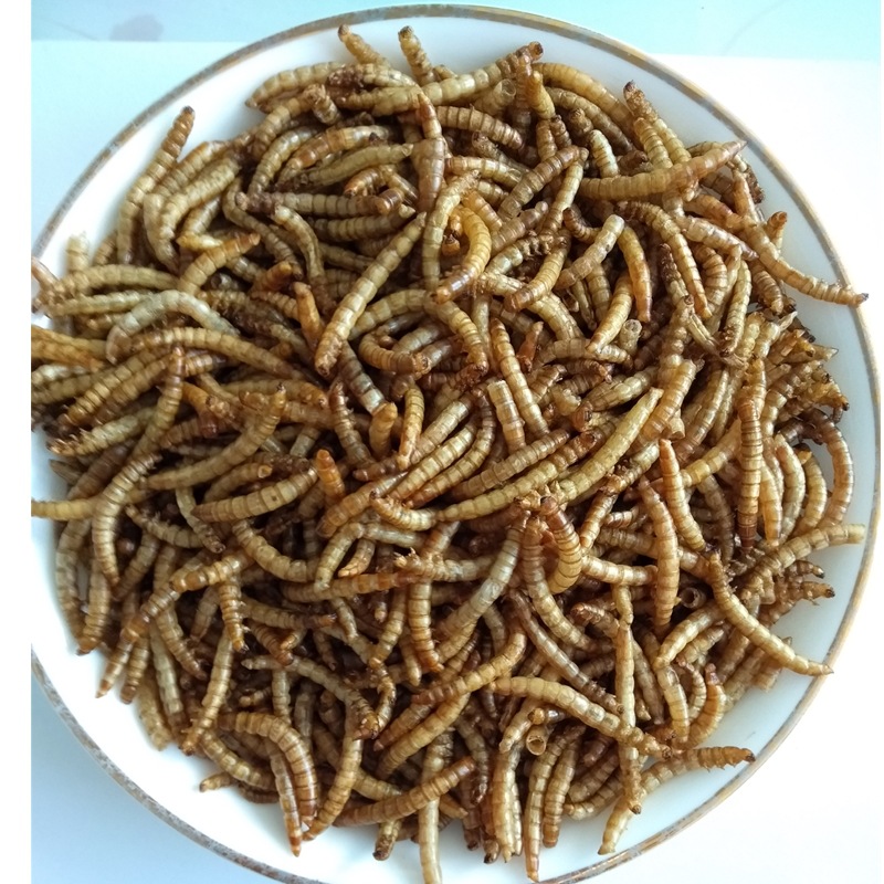 赛鸽蛋白能量补充专用黄粉虫干虫 天然鸟类零食