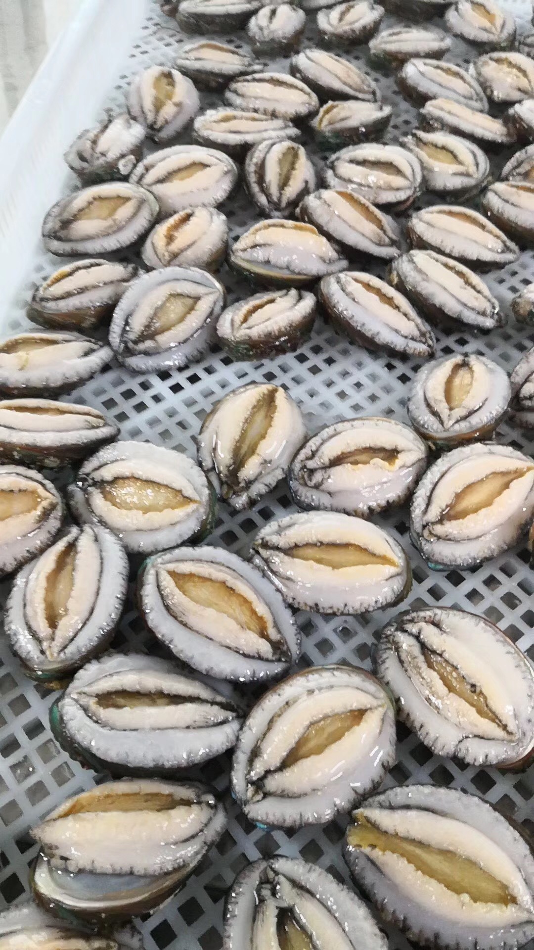 新鲜速冻大鲍鱼去齿去肚带壳熟冷冻鲍鱼即食海鲜餐饮酒店家宴供应