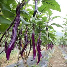 杭茄种子杭茄六号茄子种子杭州三江茄子种子早熟杭茄种子