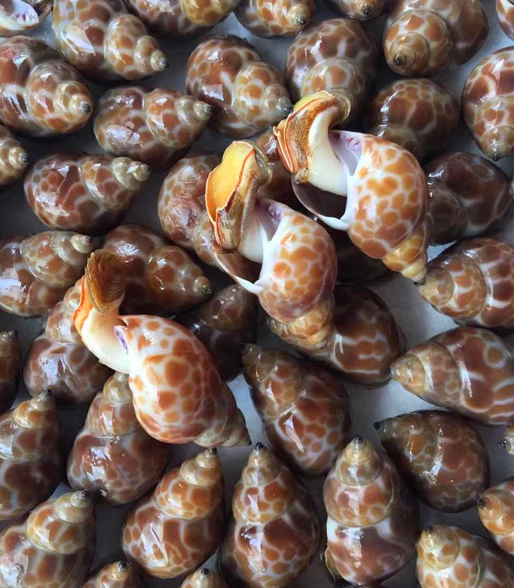 海鲜水产花螺 贝类 冷藏花螺 一手货源 鲜活贝类批发海螺