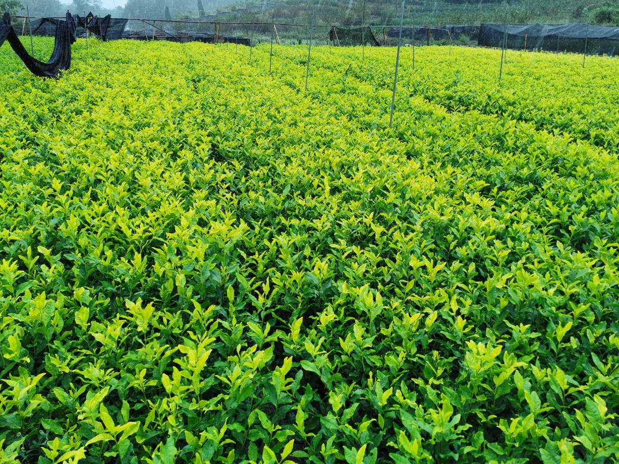 黄龙井茶苗 苗木茶叶 黄龙井批发 浙江产地直销供应