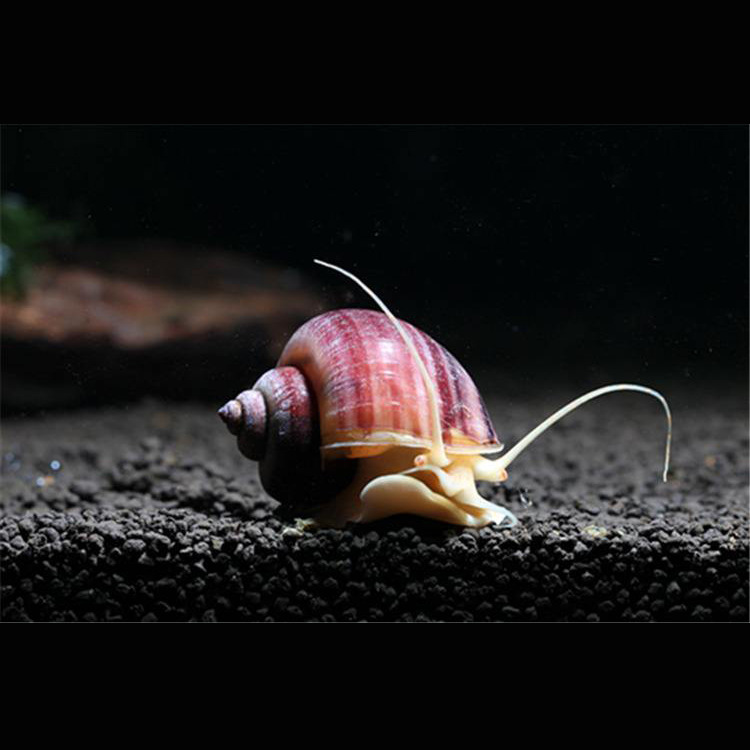 小额批发水族观赏螺宠物螺清苔除藻紫纹螺活体淡水清洁神秘工具螺