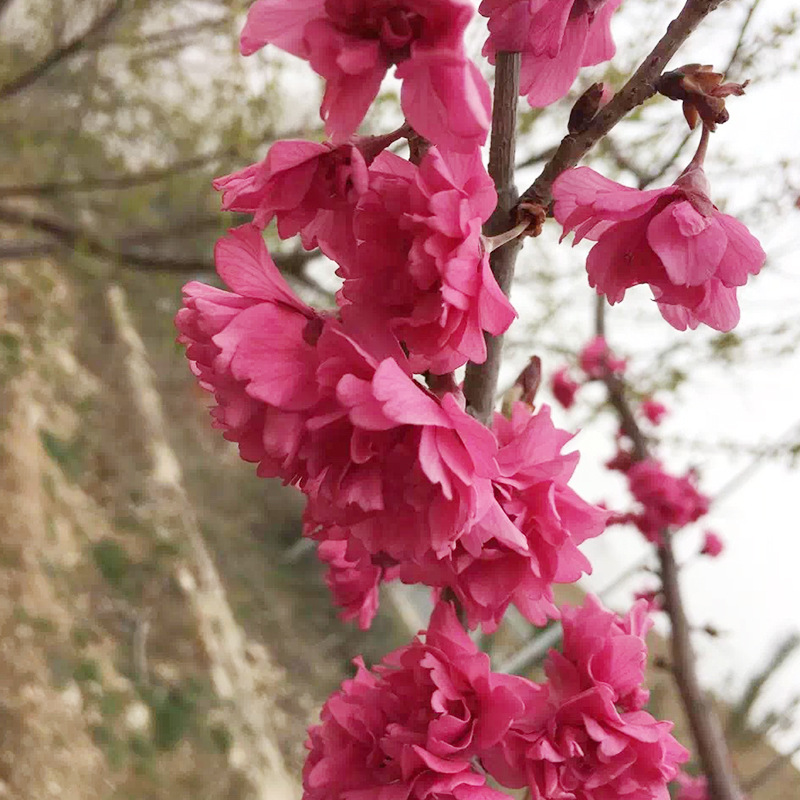 八重寒绯樱花小苗 京红早樱树的价格行情 园林景观高分枝乔木直销