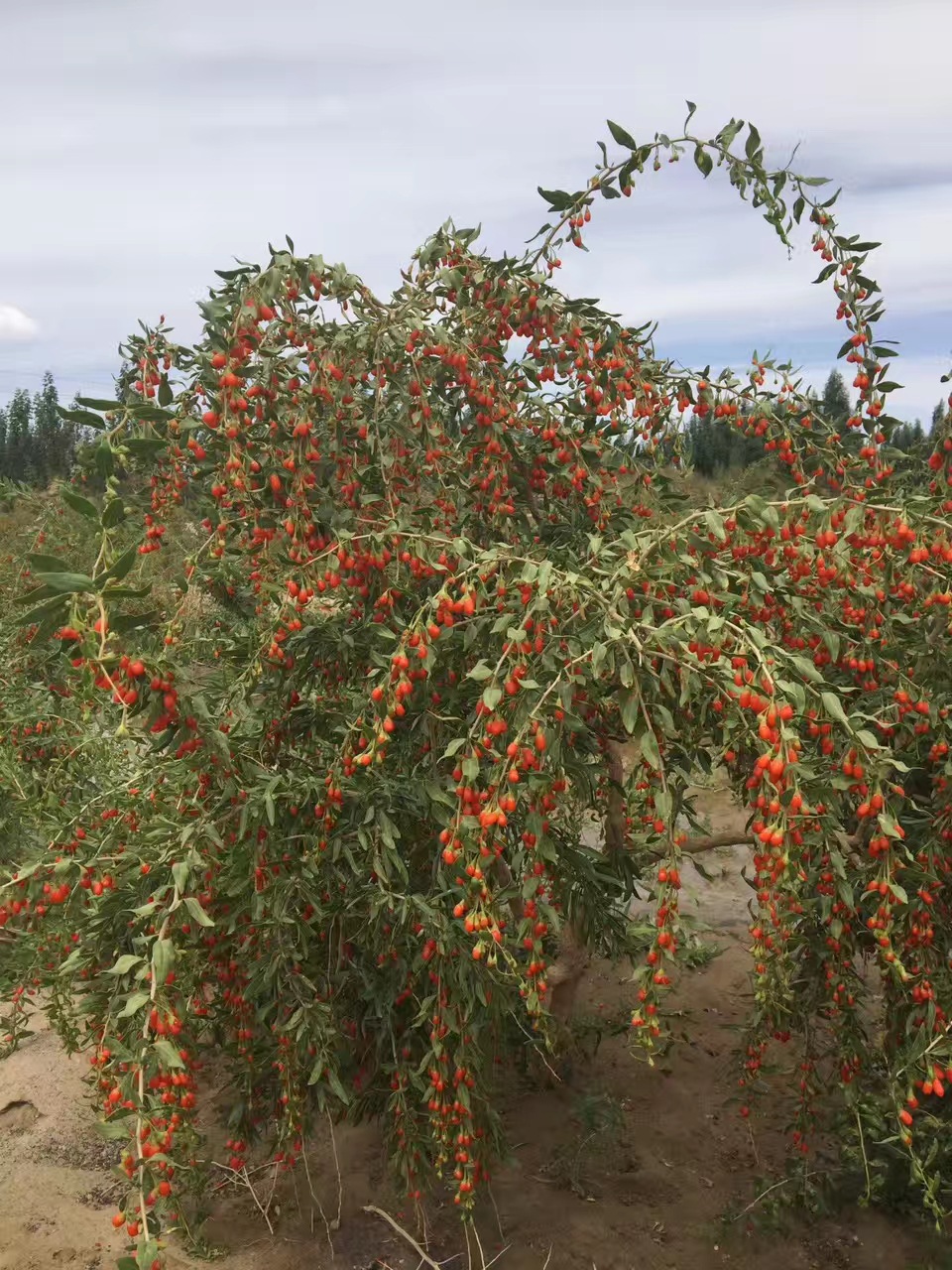 红枸杞青海柴达木精选红枸杞一手货源原产地批发红枸杞【500g】