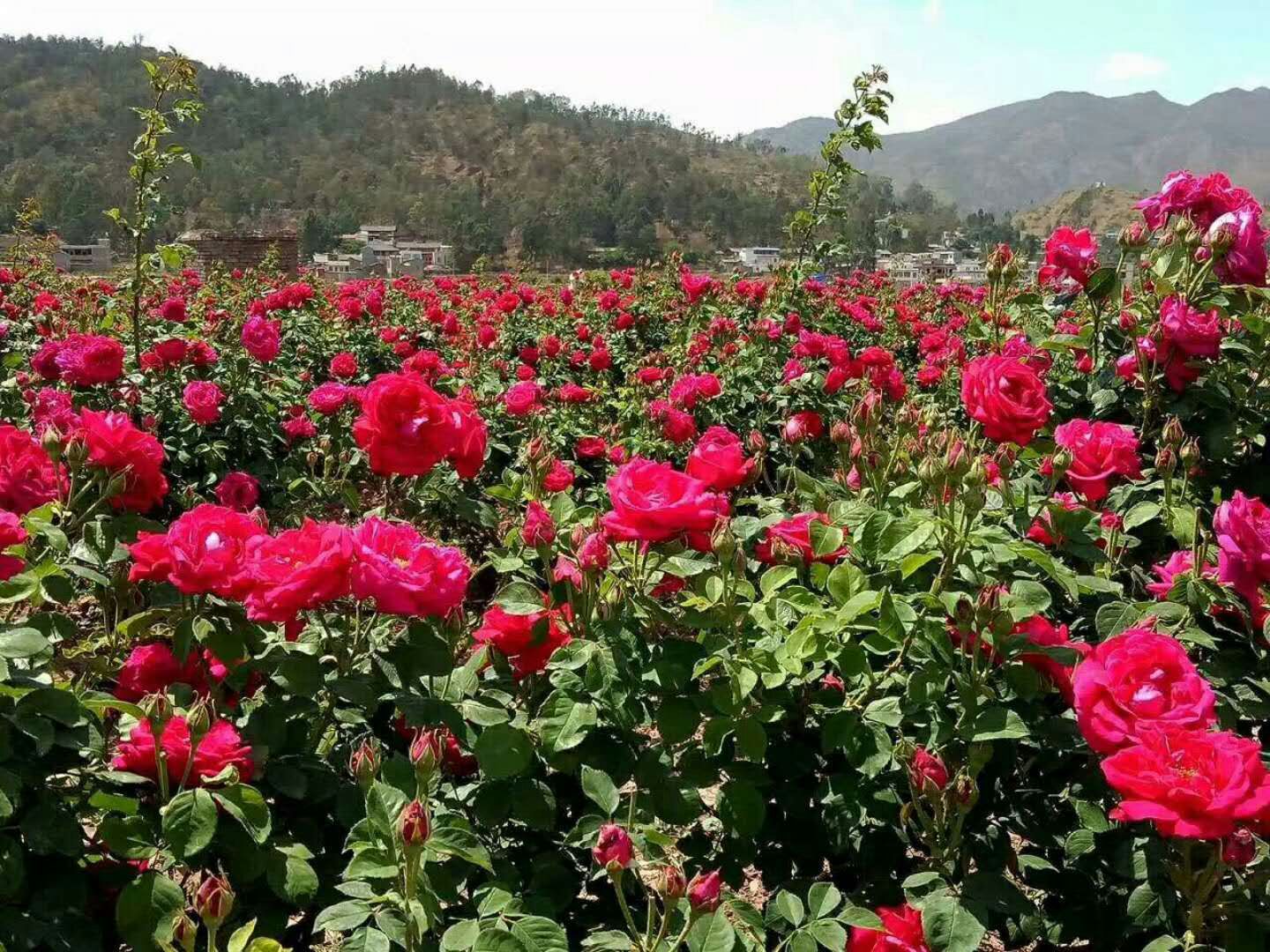 重瓣玫瑰花瓣冷冻保鲜花瓣食用玫瑰馅料云南滇红玫瑰鲜花饼2kg
