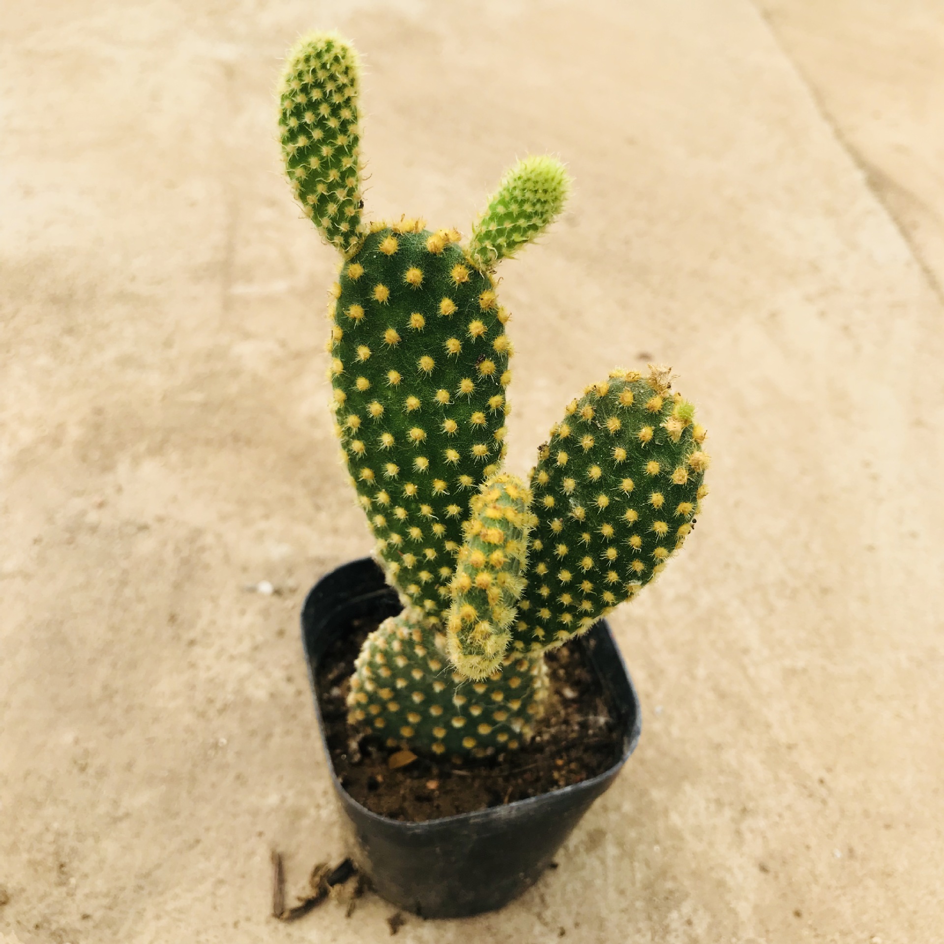 多肉植物批发多肉组合用仙人掌黄毛掌室内课桌吸甲醛植物仙人掌