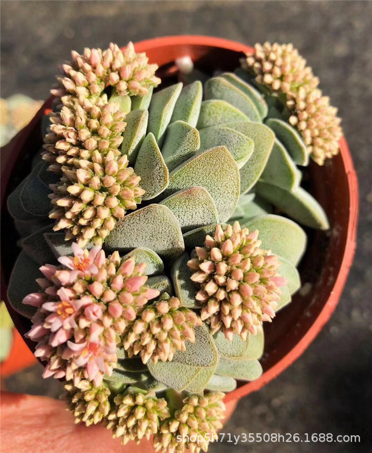 5556精品大棚多肉品种批发 小夜衣群生老桩母本盆9cm多肉植物限量