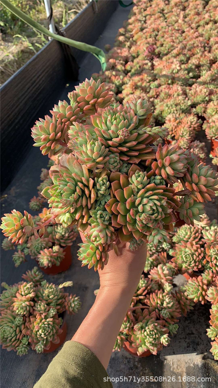 077大棚批发多肉植物老桩马库斯群盆16cm多肉群生植物裸根发