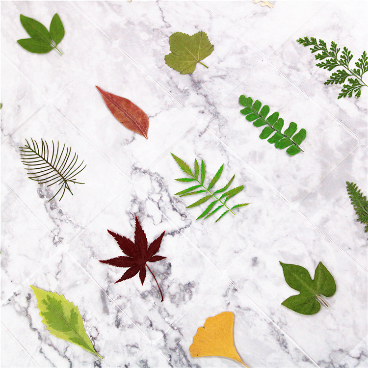 塑封干花书签树叶书签过塑植物标本过塑书签叶子书签银杏叶书签