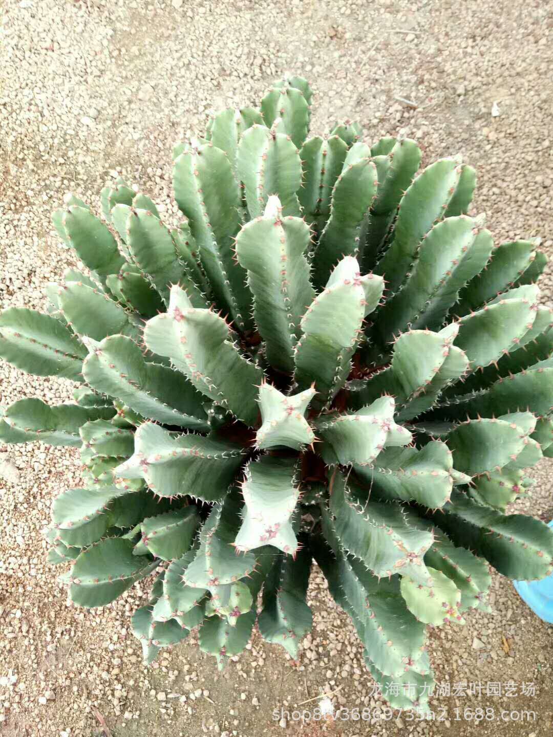 鹿角麒麟 超大白角麒麟 仙人柱大戟科 多肉植物批发沙生植物景观