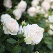 新品藤本月季花苗白色龙沙宝石玫瑰盆栽栅栏花园爬藤观花花卉植物