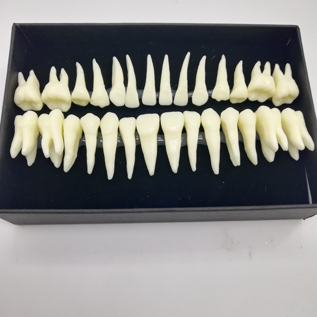 牙科28颗恒牙模型 带牙根仿真离体牙模型 牙齿模型单色解剖模具