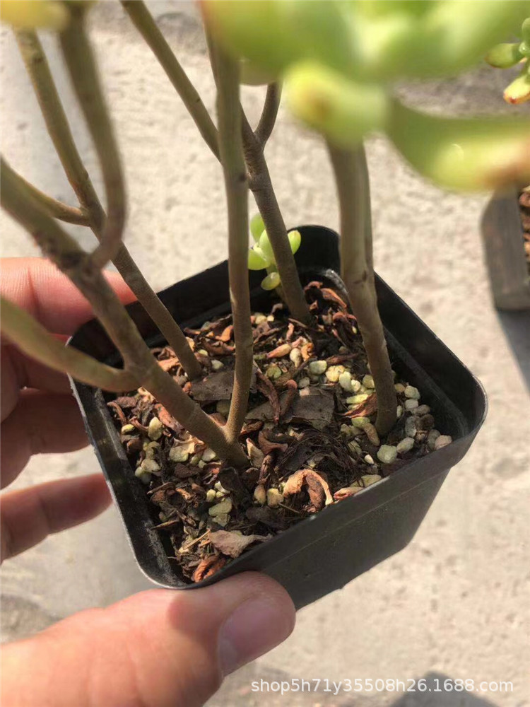 859精品大棚批发多肉盆栽品种 塞多纳小桩群盆7cm多肉植物限量出