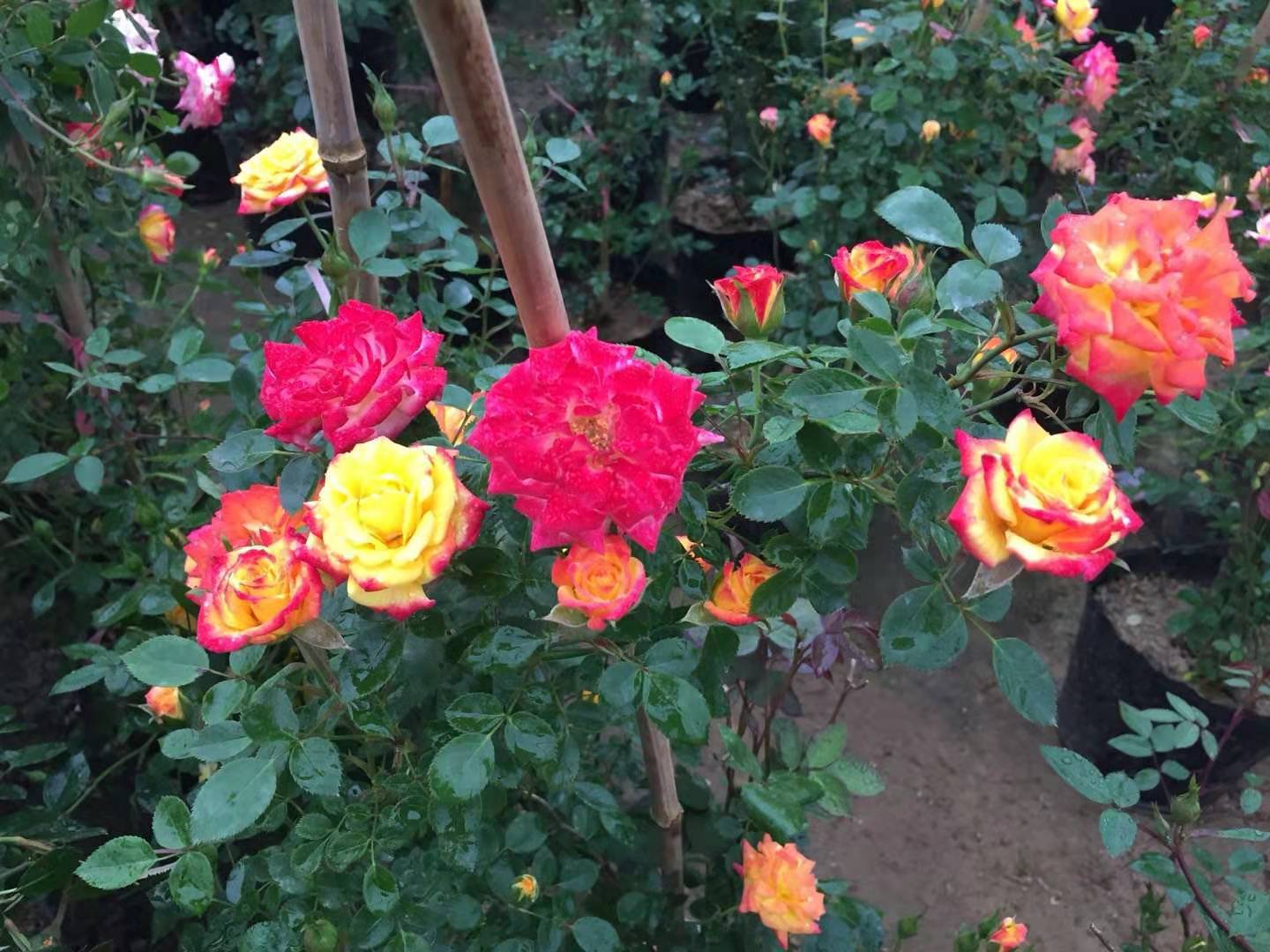 藤彩虹 阳台多花月季 攀援 阳台蔷薇 盆栽微型复色藤本月季花苗