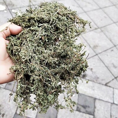 中药材鹅不食草 食胡荽