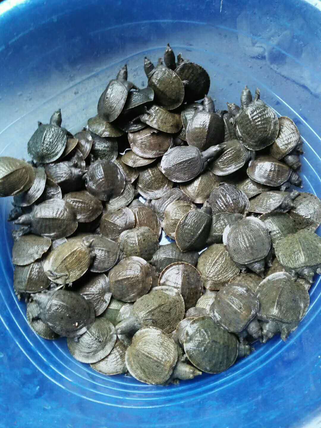 大量供应 水产养殖甲鱼苗 王八苗 中华鳖苗 草龟苗