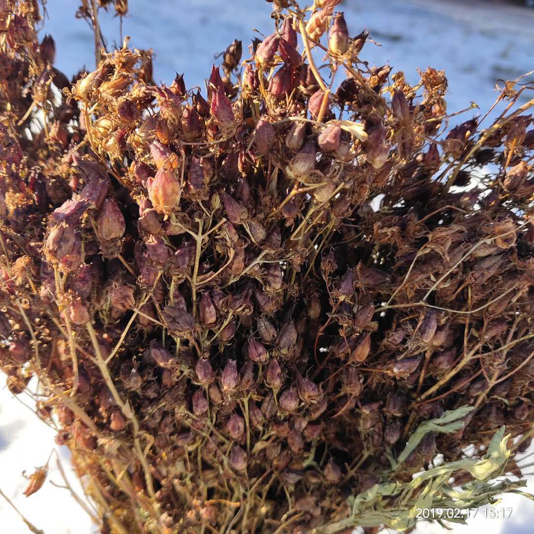 新货东北大兴安岭地区漠河野生稳心草鹿心农家自采泡茶泡酒500克